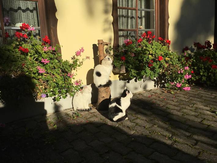 Ferienhaus für 3 Personen, mit Balkon und Garten, kinderfreundlich in Nockberge - 2