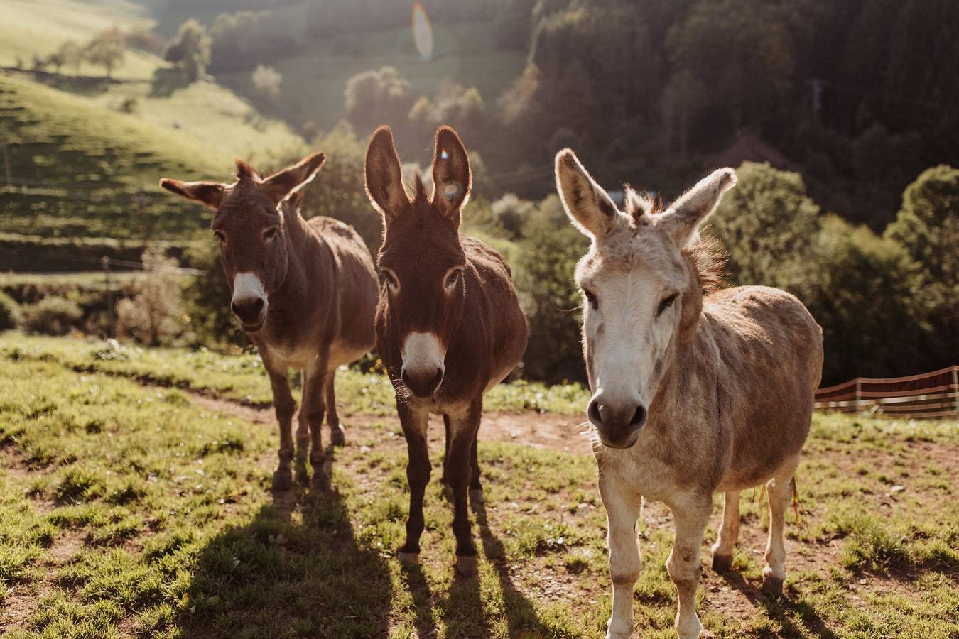 Entire apartment, Holiday Apartment "Hof" with Mountain View, Balcony and Wi-Fi in Mühlenbach, Central Black Forest