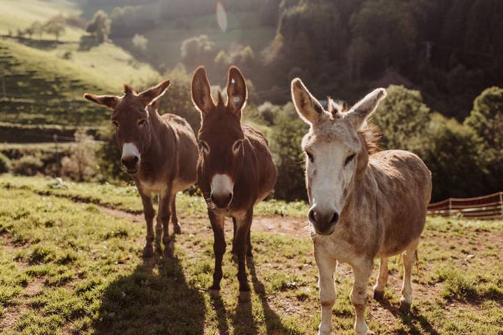Bauernhof für 9 Personen, mit Garten