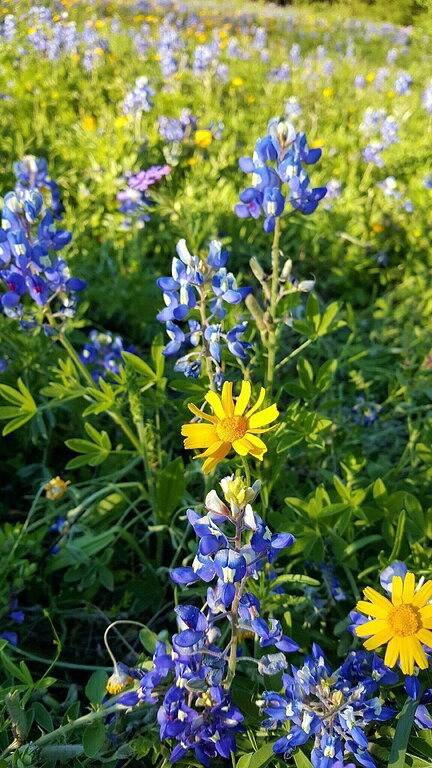 Das Hotel liegt im Herzen des historischen New Braunfels, Comal River & Schlitterbahn in New Braunfels, Comal County