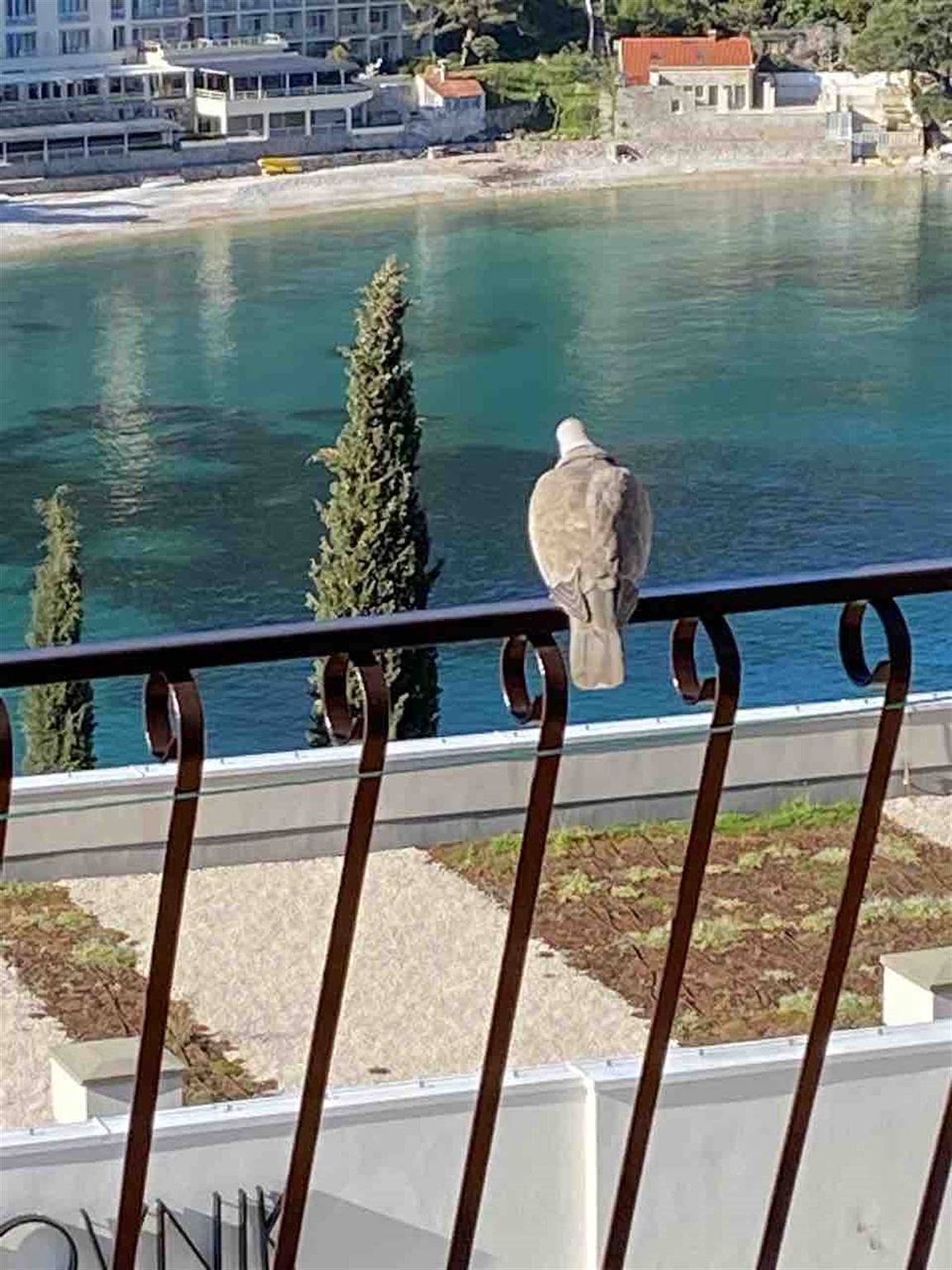Appartement entier, Silva superior 2Br apt with terrace & sea view in Dubrovnik, Grad Dubrovnik