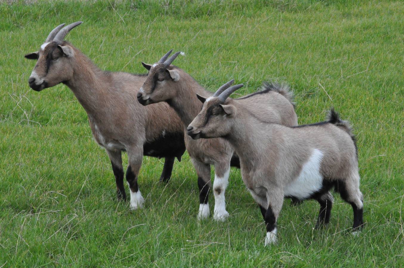 Haus im Apfelgarten 1 in Bojendorf, Fehmarn