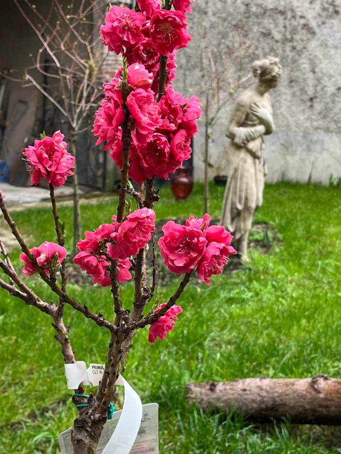 Chambre d’hôte pour 2 personnes, avec jardin à Ay (Marne) - 3