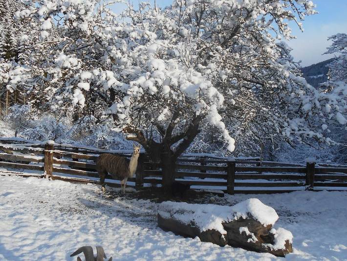 Bauernhaus für 4 Personen, mit Pool und Garten sowie Ausblick, mit Haustier in der Steiermark - 4