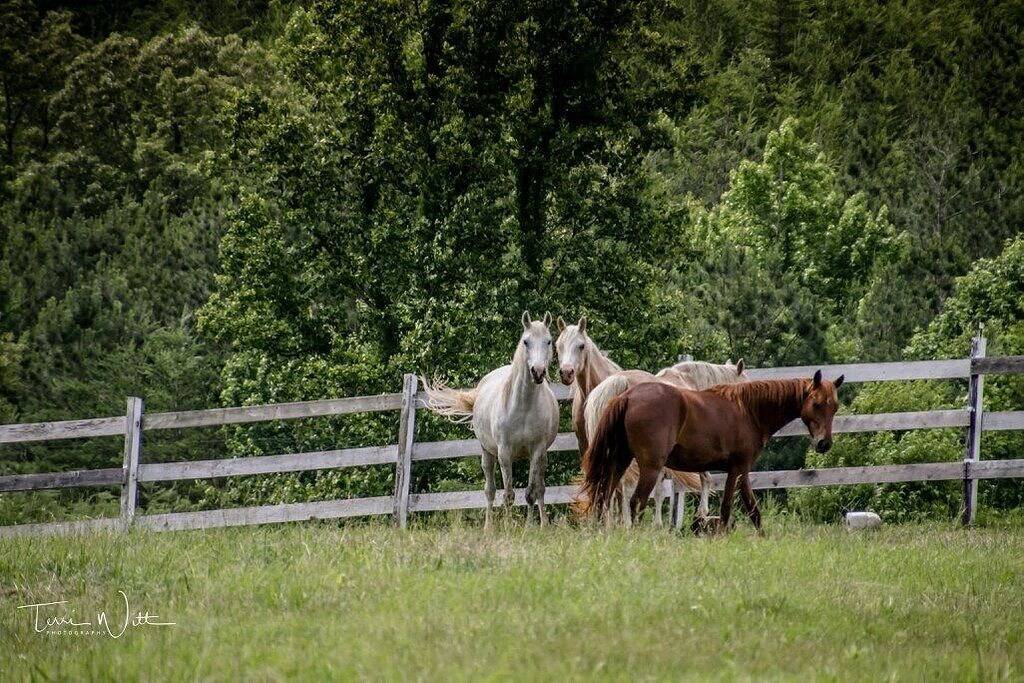 Tlea Farm Mountain Blockhaus. 73 Hektar Trails und Pferdekoppeln 2 Dämpfe + See in Monroe County (TN)