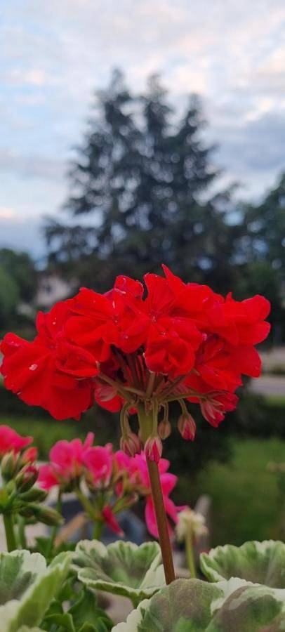 Villa für 4 Personen, mit Pool und Whirlpool sowie Garten in Schweden - 4