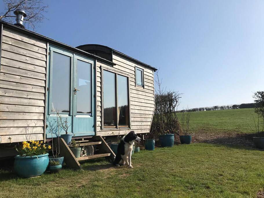 Secluded Shepherds Hut, with a view and hot tub in Ashburton, Dartmoor