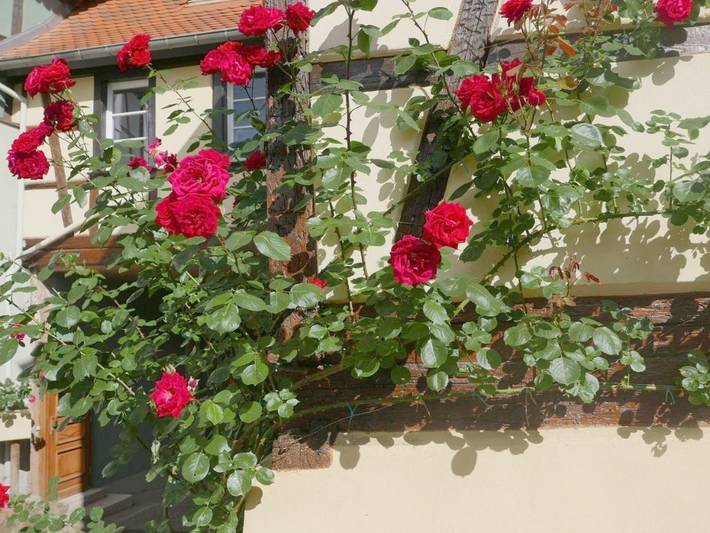 Gîte pour 4 personnes, avec vue, animaux acceptés à Barr - 3