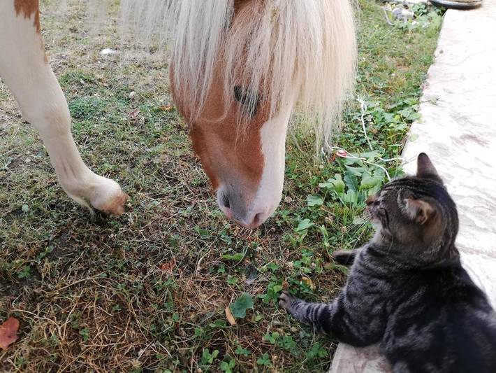 Chambre d’hôte pour 8 personnes, avec jardin et sauna dans Seine-et-Marne - 4