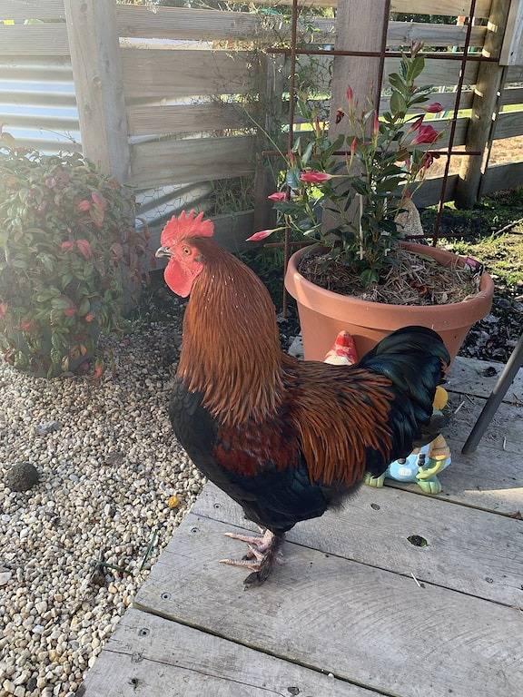 Holiday Home for 6 People in Bass Coast Shire