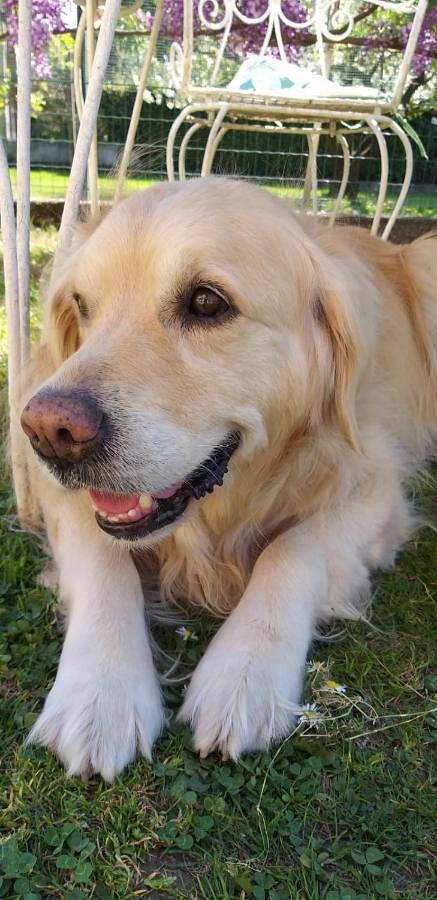 Location de vacances pour 4 personnes, avec terrasse ainsi que vue sur le lac et vue, animaux acceptés dans Angera - 3
