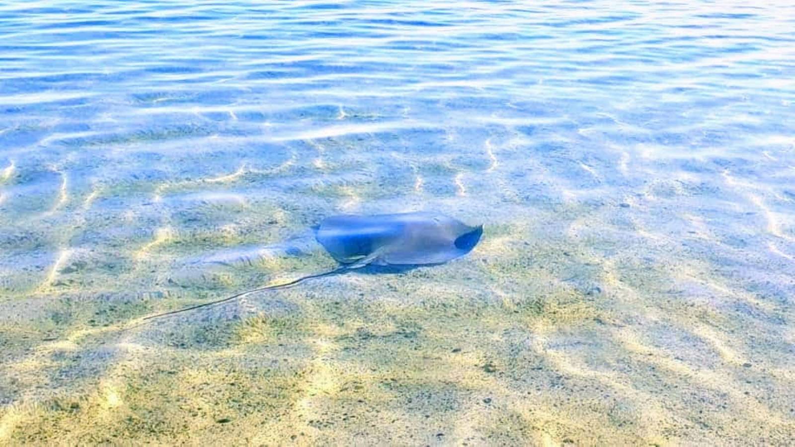 Apartamento entero, Moorea - Fare Taina Nui in Islas de Barlovento