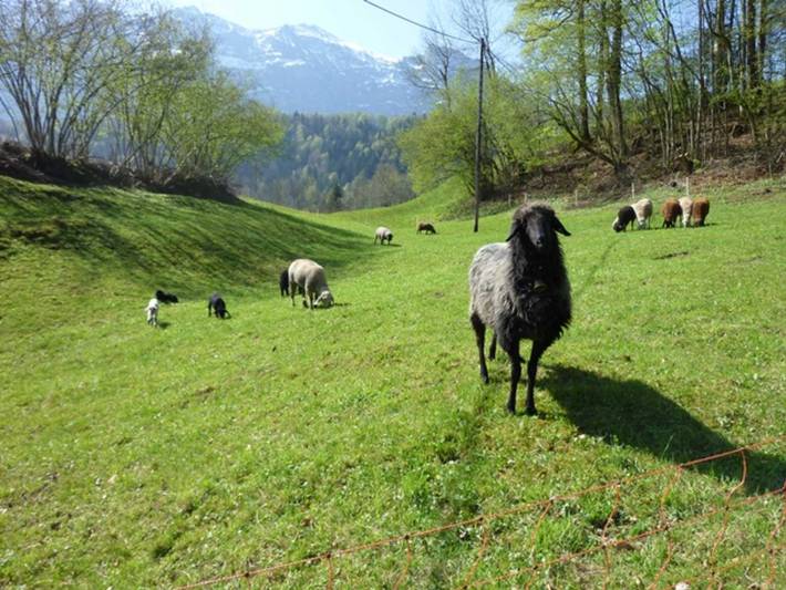 Ferienwohnung für 7 Personen, mit Garten, kinderfreundlich im Bregenzerwald - 2