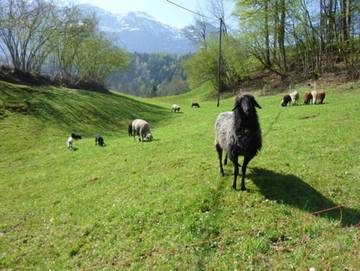 Ferienwohnung für 7 Personen in Bizau, Bregenzerwald, Bild 1