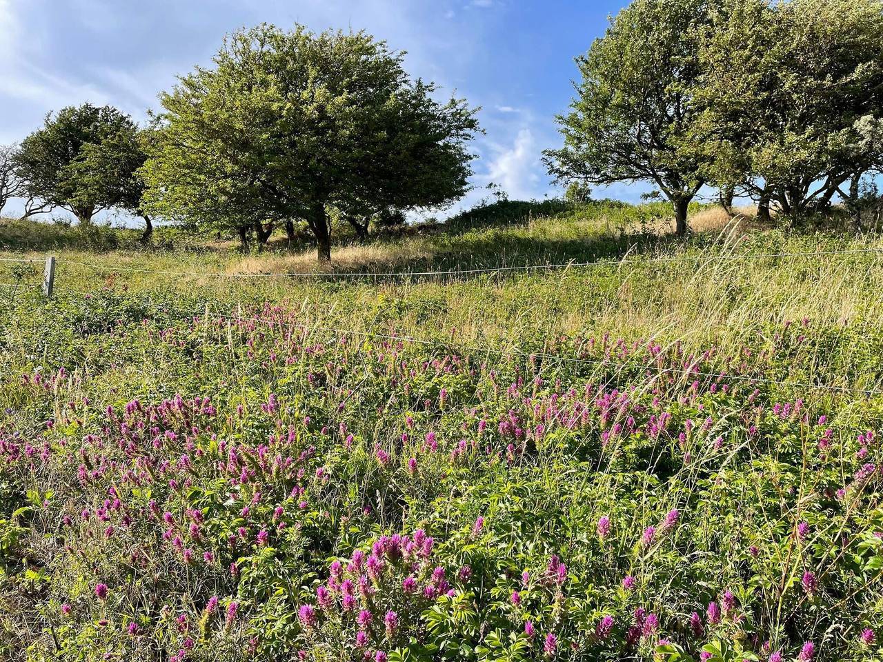Helles Strandhaus in Humble, Langeland