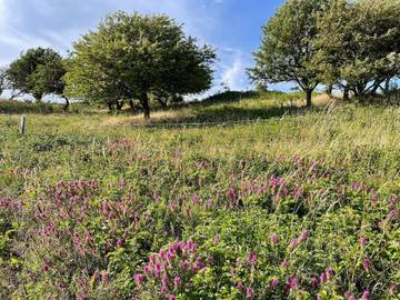 Vakantiehuis voor 6 Personen in Humble, Langeland, Afbeelding 3