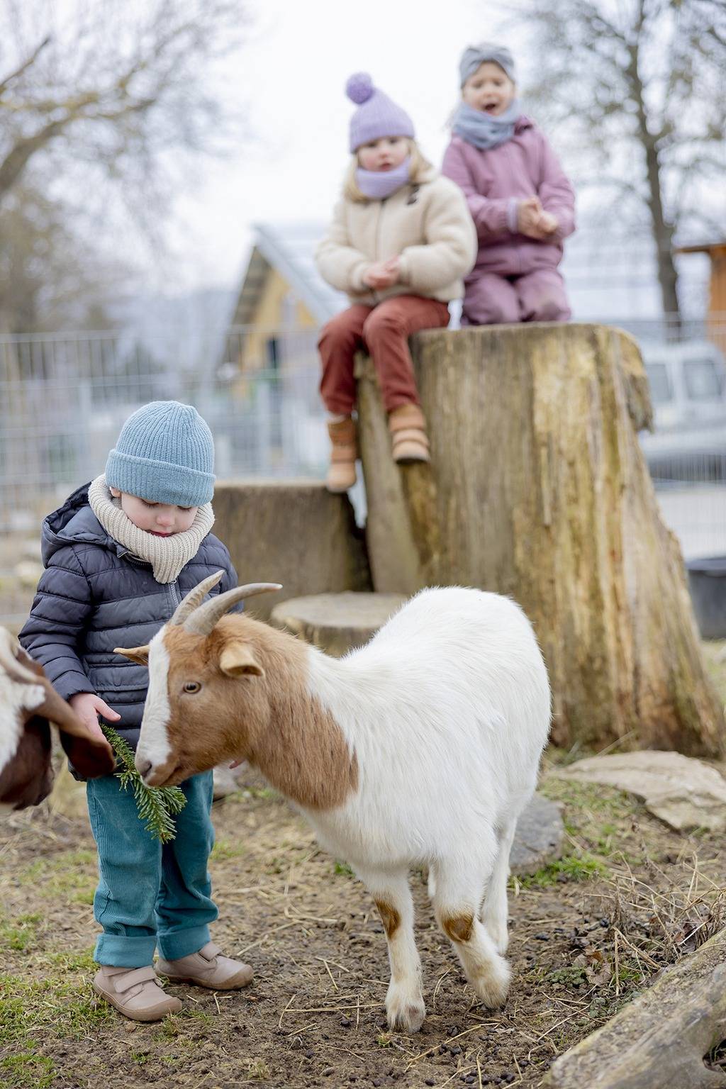 Hof Hardthoehe - 13. Ferienwohnung baumwipfel in Oberwesel, Mittelrhein
