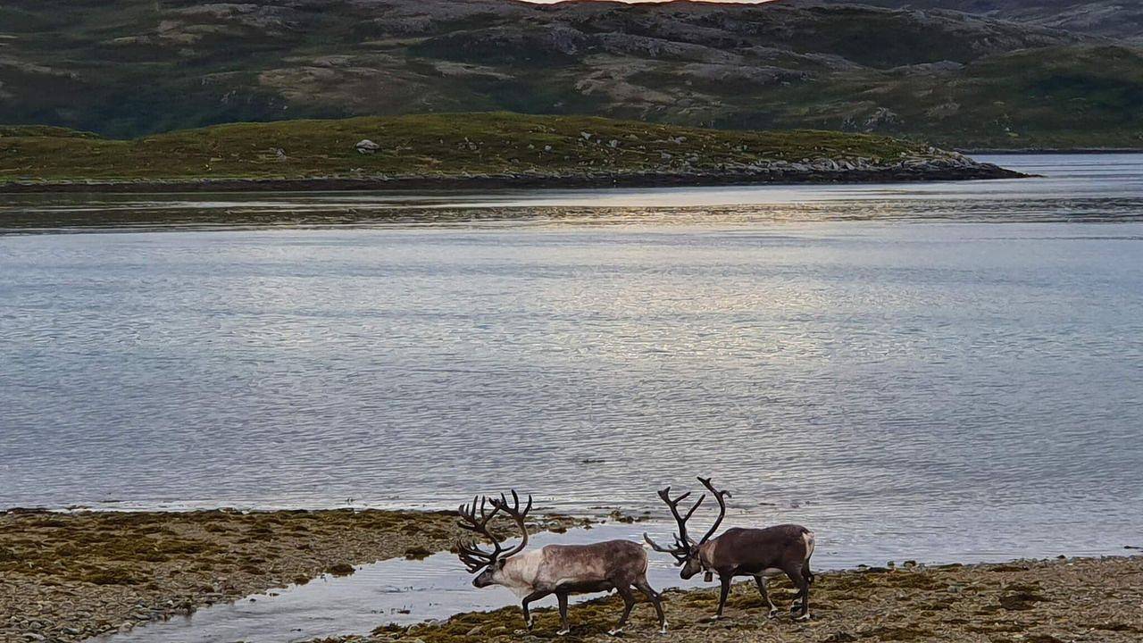 Ferienhaus für 6 Personen (45 m²) in Rebbenes in Karlsøy