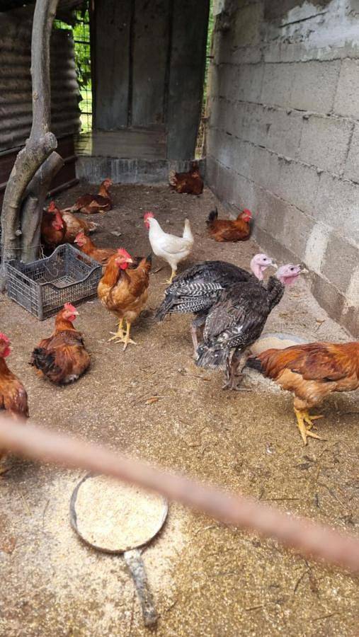 Le colonne di cesare in Boscoreale, Parco nazionale del Vesuvio