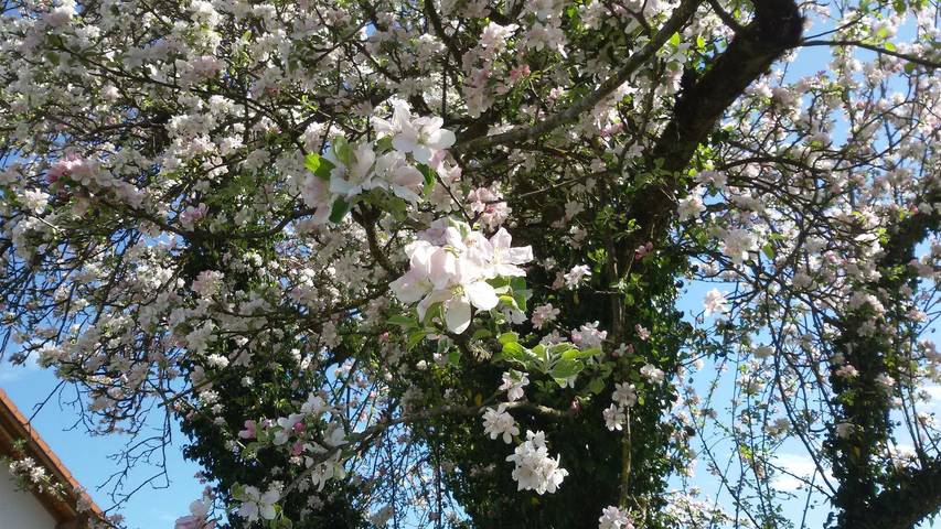 Ferienwohnung für 2 Personen, mit Garten und Terrasse, mit Haustier im Allgäu - 3