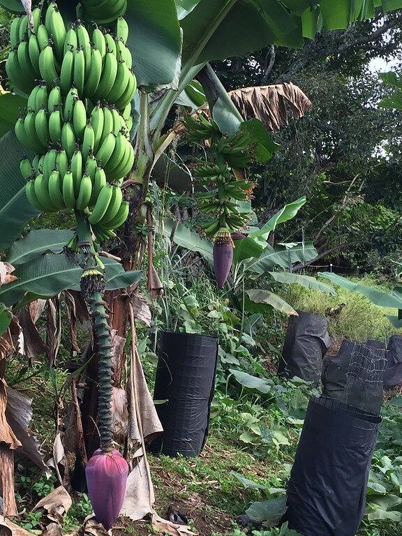 Ruhige Ferienhaus in ruhiger Kohala Bauernhof Einstellung in Kapaau, Kohala