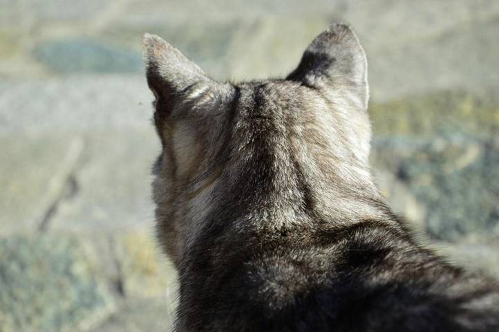 Chambre d’hôte pour 2 personnes, avec jardin dans l' Ariège - 2