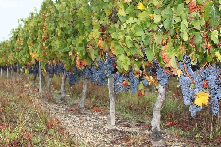 Location de vacances pour 2 personnes, avec jardin et vue à Pugnac - 3