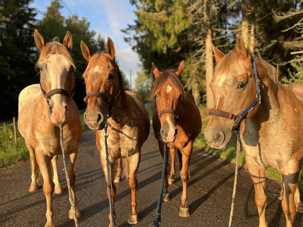 Ganze Ferienwohnung, Ferien-Landhaus-Isolde - Ferienwohnung Nr. 3 in Bonndorf im Schwarzwald, Südschwarzwald