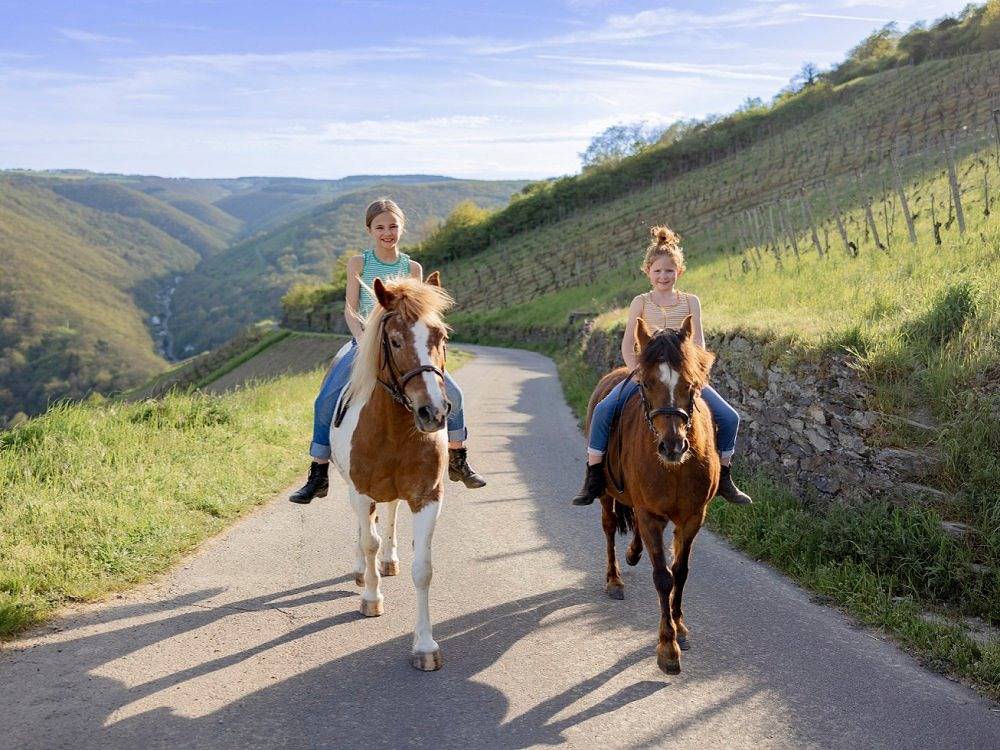 Hof Hardthöhe - Bauern- & Reiterhof - Rheinblick-Chalet Loreley in Oberwesel, Mittelrhein