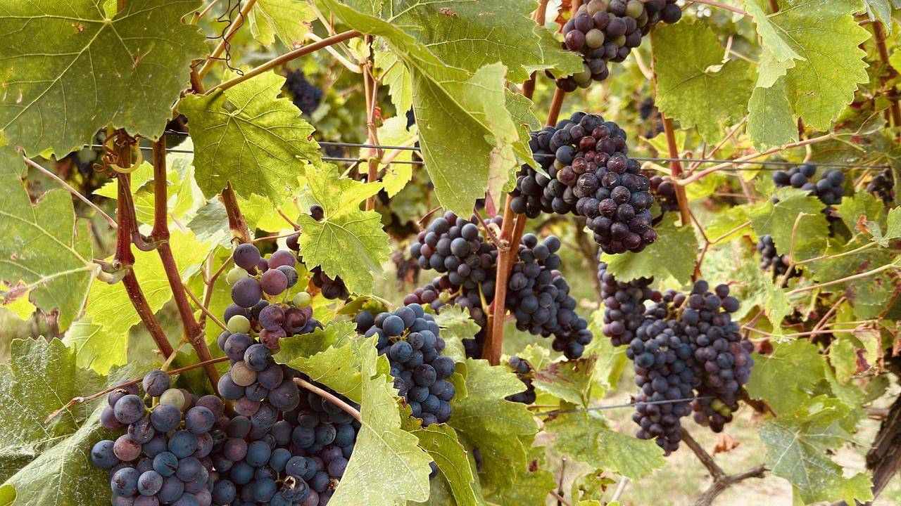 Appartamento intero, Ferienwohnung für 2 Personen (25 m²) in Wörrstadt in Wörrstadt, Rheinhessen e dintorni