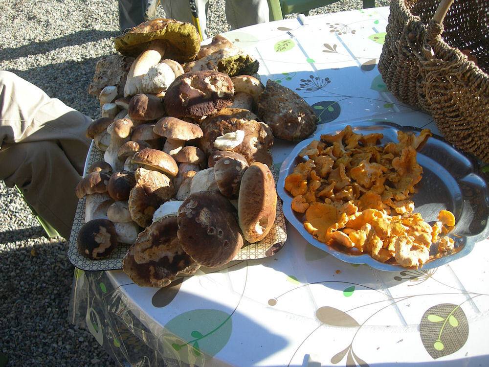 Les Combes Claires - Myrtille in Saint-Julien-Labrousse, Parc naturel régional des Monts d'Ardèche