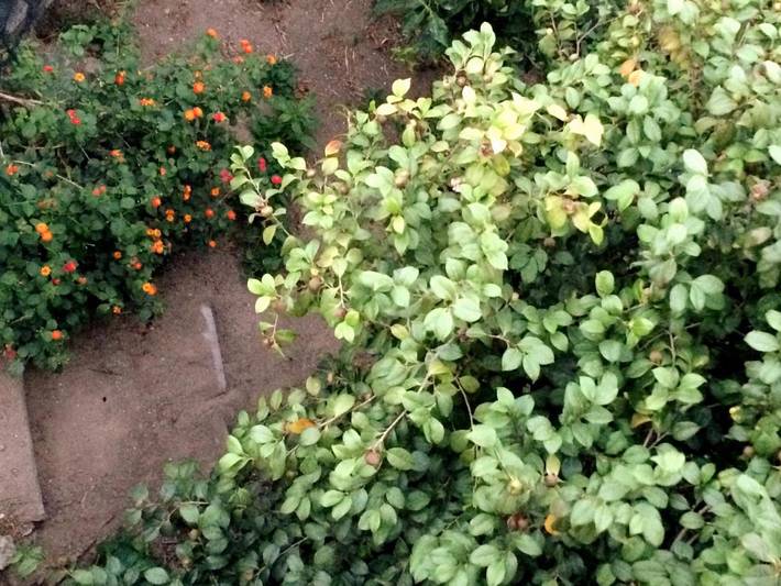 Location de vacances pour 6 personnes, avec jardin et vue à Procida - 3
