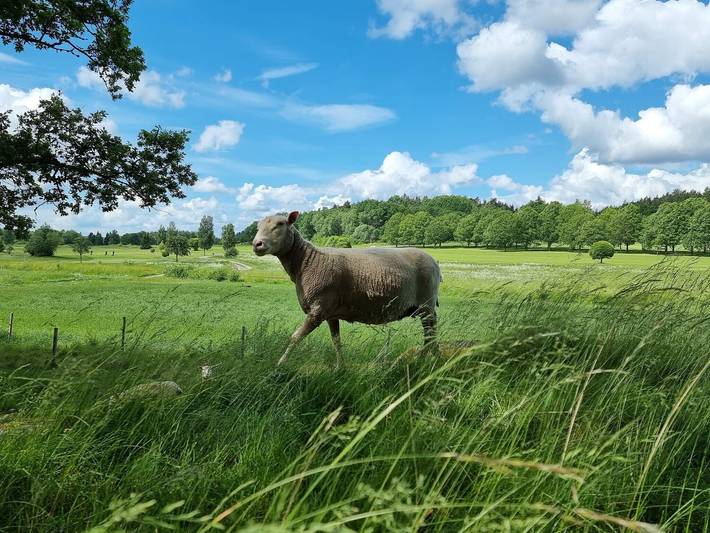 Ferienhaus für 4 Personen, mit Sauna und Terrasse in Södermanland - 4