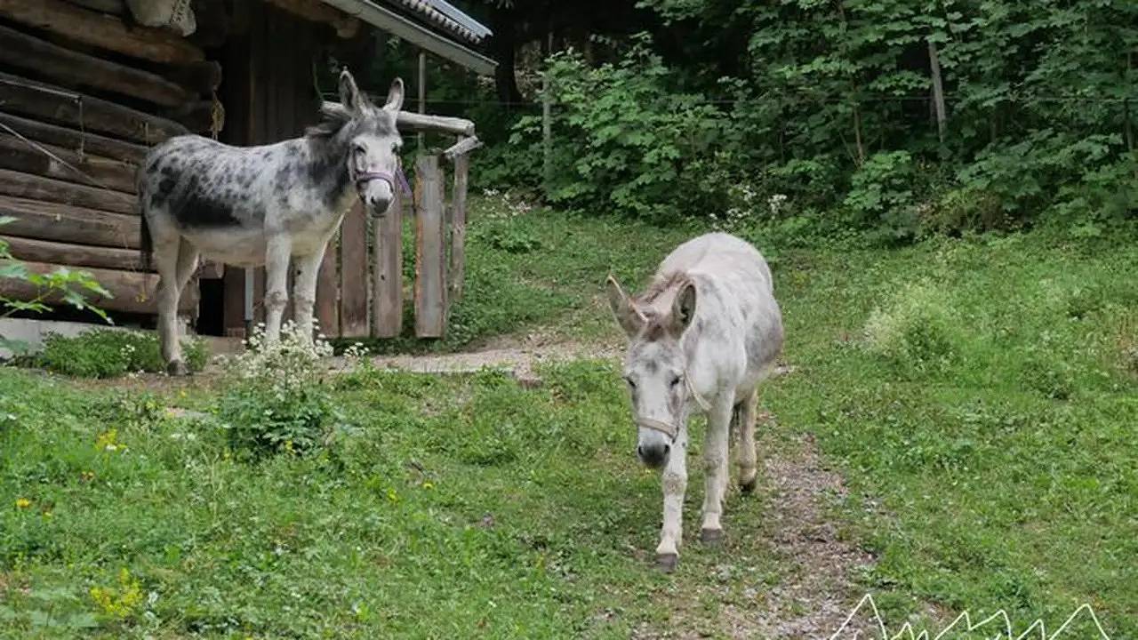 Ganze Ferienwohnung, Ferienwohnung für 4 Personen (47 m²) in Oberammergau in Oberammergau, Bayerische Alpen