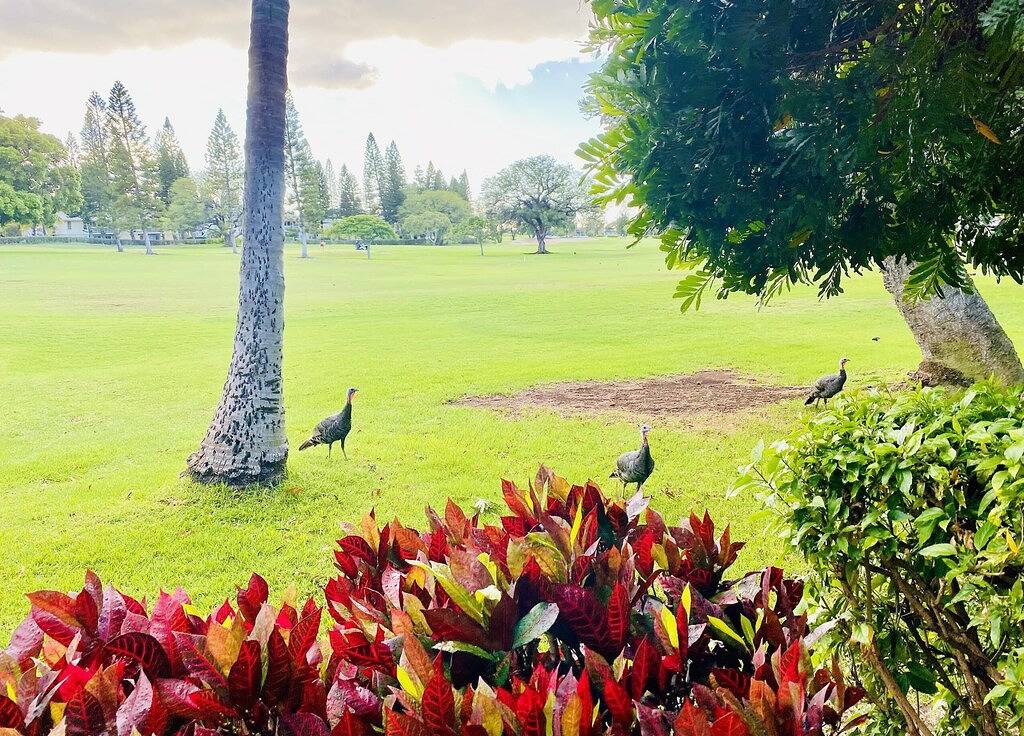 Ganze Wohnung, Beautifully Furnished 2 Br, 2 Ba Recently Remodeled With Stunning Views. in Waikoloa Village, Kohala