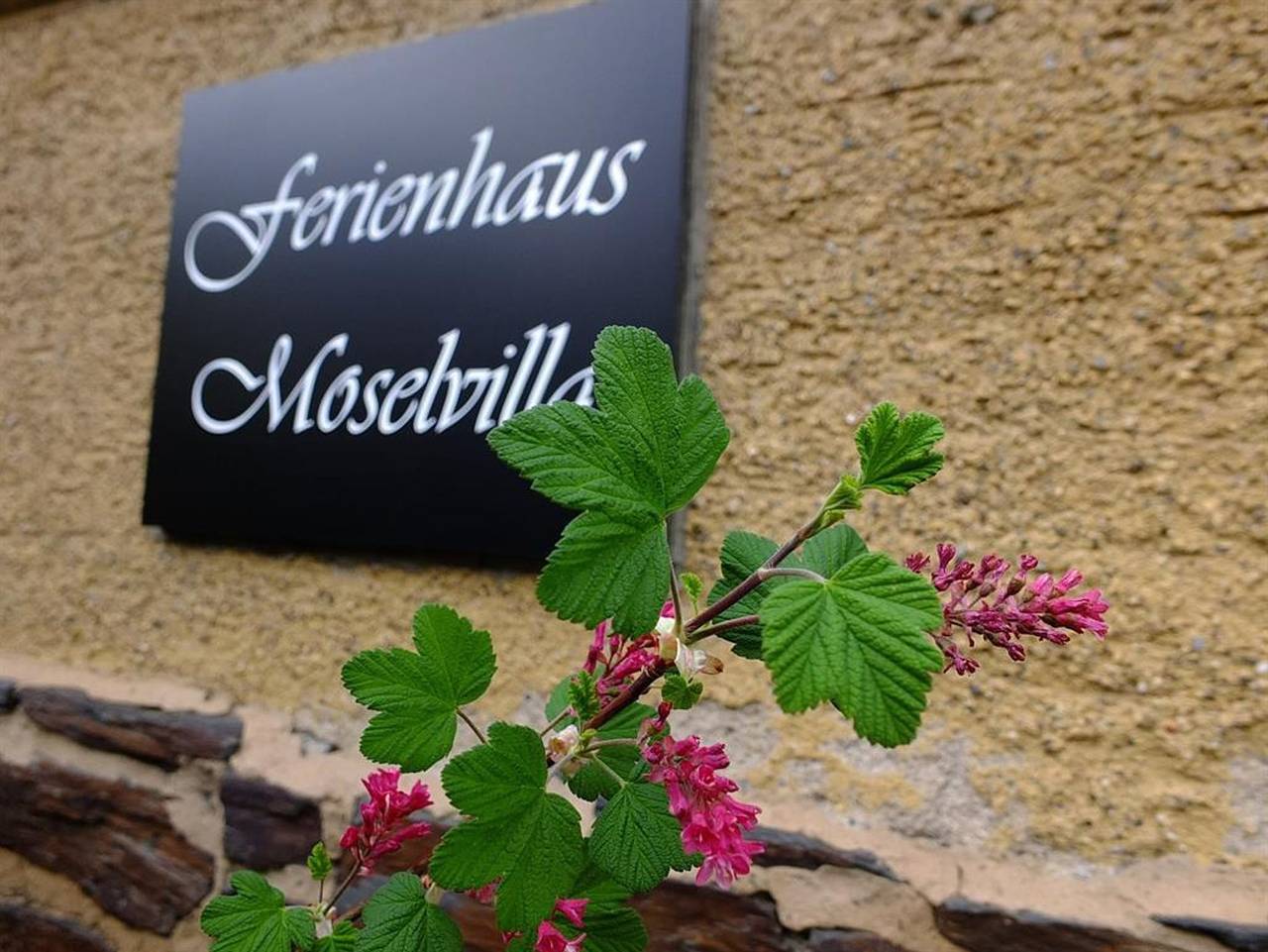 Moselvilla in Enkirch, Bernkastel-Kues & Umgebung