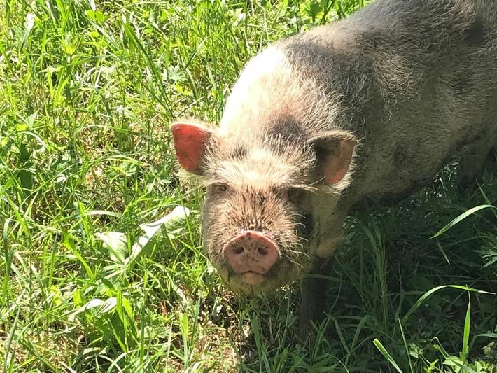 Location de vacances pour 2 personnes, avec vue et jardin à Bad Ischl - 3