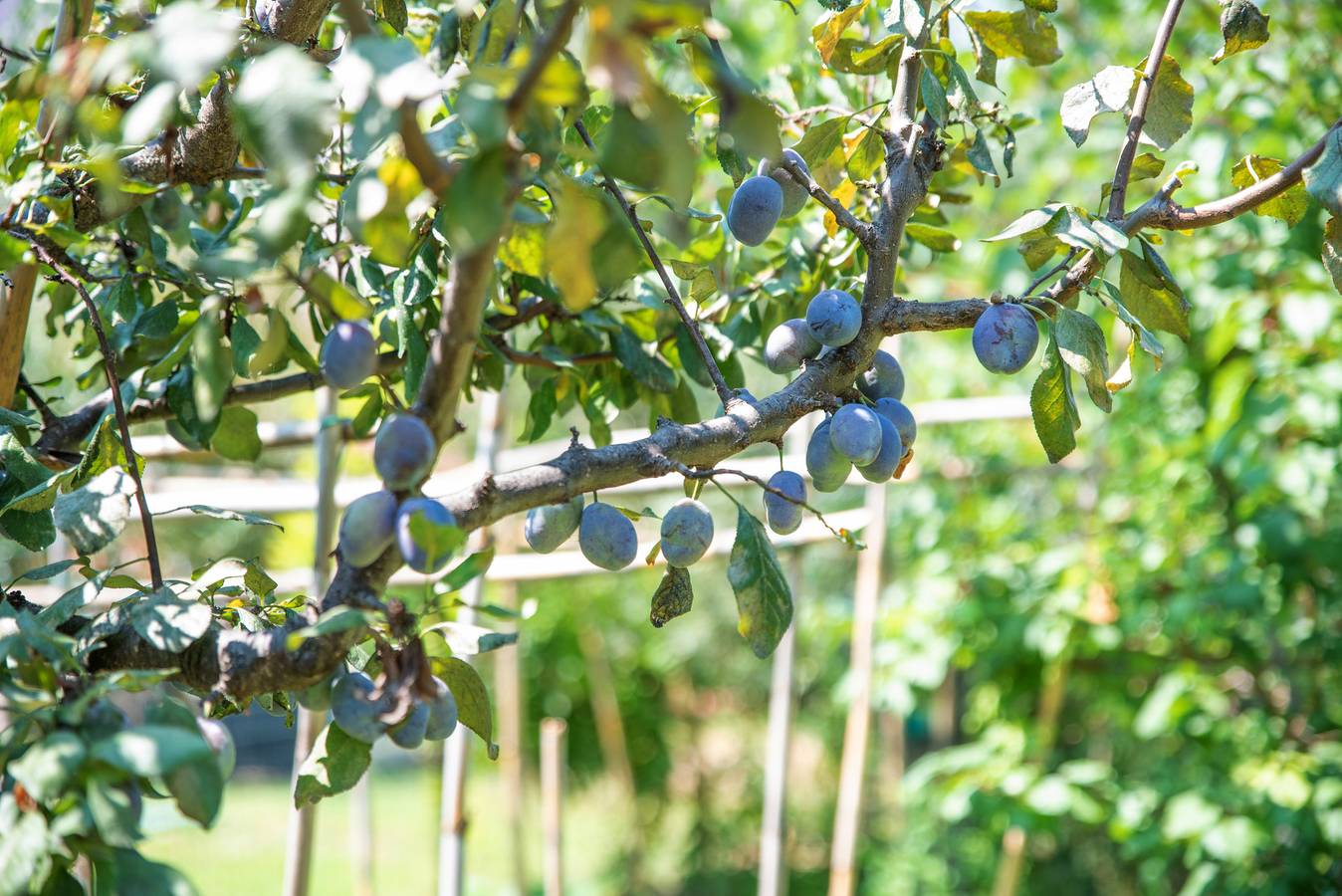 Con ampio giardino e in posizione tranquilla - Villetta Olivastro in Suaredda, San Teodoro