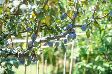 Maison De Vacances pour 5 Personnes dans San Teodoro, Olbia-Tempio, Photo 3