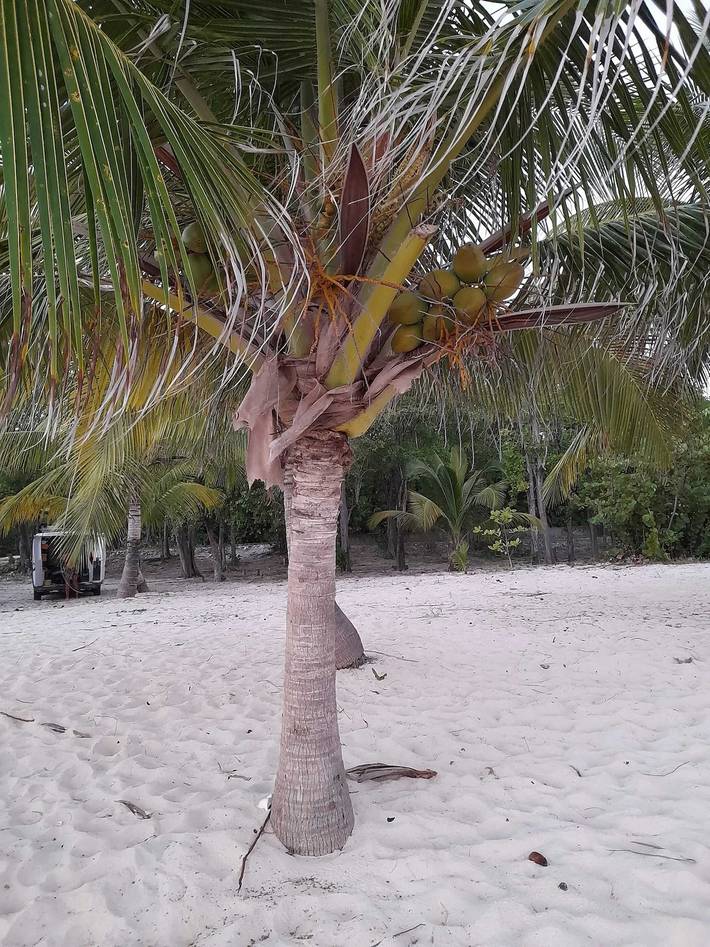 Gîte pour 2 personnes dans Marie-Galante - 3