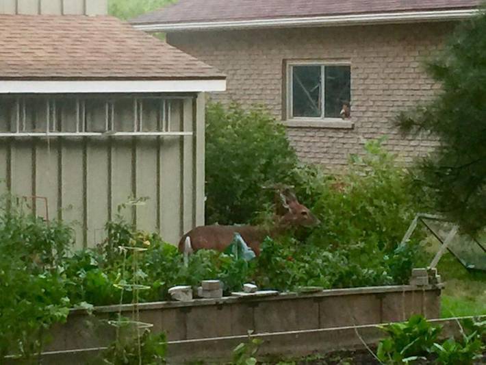 Chambre d’hôte pour 2 personnes, avec terrasse et jardin à Niagara-on-the-Lake - 2