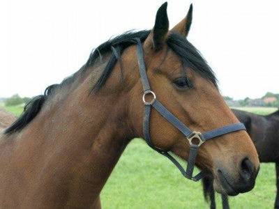 Ferienhaus für 6 Personen, mit Garten, kinderfreundlich in Ostbense - 2