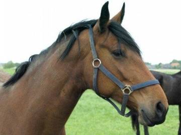 Ferienhaus für 5 Personen in Ostbense, Neuharlingersiel, Bild 1