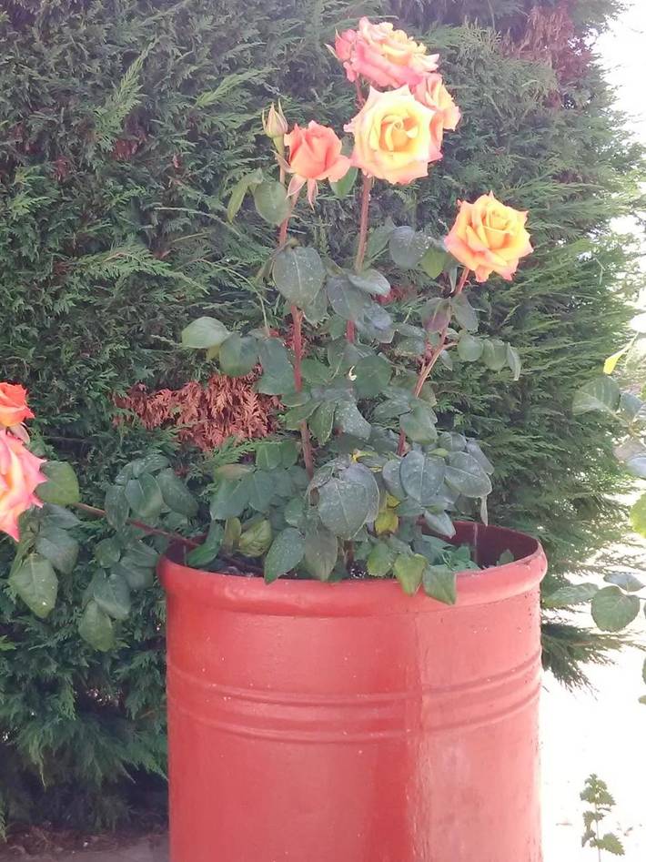 Gîte pour 2 personnes, avec Terrasse et Jardin à Noci - 2