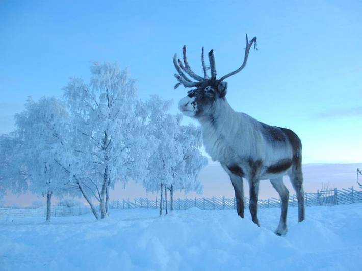 Gîte pour 2 personnes, avec vue ainsi que jardin et sauna, animaux acceptés à Kiruna - 4