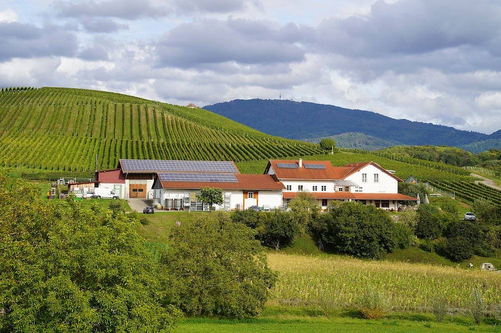 Ganze Wohnung, Urlaub auf dem Weingut in Schliengen, Südschwarzwald
