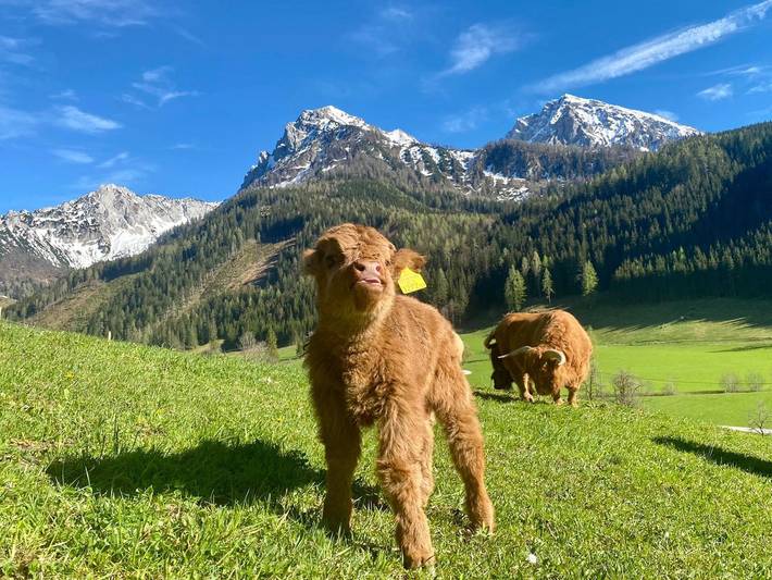 Bauernhof für 3 Personen, mit Garten, kinderfreundlich in Oberösterreich - 2
