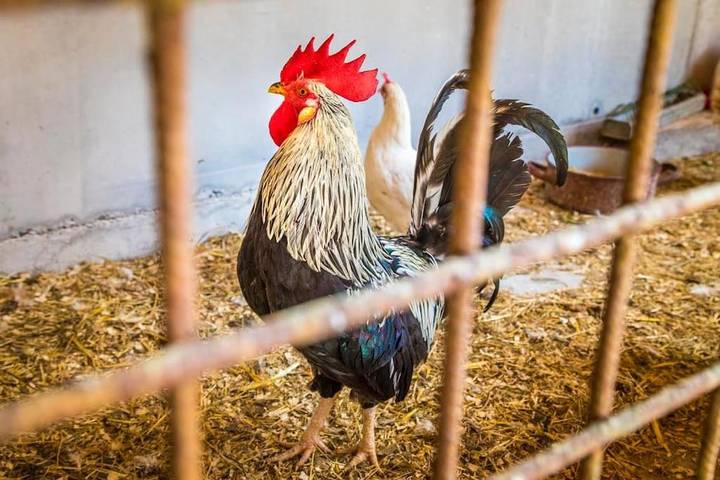 Ferienwohnung für 4 Personen, mit Garten und Ausblick in Faistenau - 4