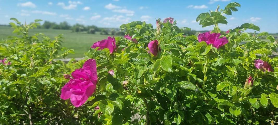 Location de vacances pour 6 personnes, avec vue et balcon à Mettet - 4