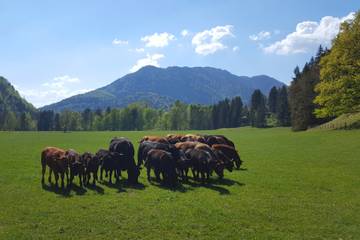 Hütte für 6 Personen in Kiefersfelden, Bayerische Alpen, Bild 3